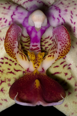 Orchid, Phalaenopsis