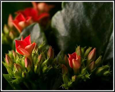 Kalanchoe Blossomf.