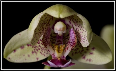 Orchid, Phalaenopsis