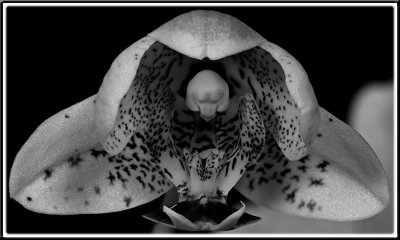 Orchid 1 B&W.jpg