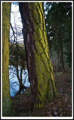 Trees, bushes, leaves etc