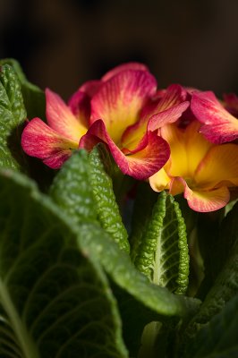 Primula org