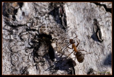 Formica rufa (Rd skogsmyra)