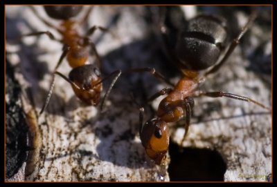 Formica rufa (Rd skogsmyra)