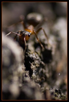 Formica rufa (Rd skogsmyra)