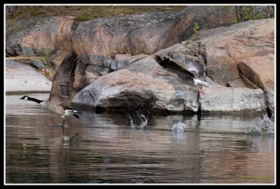 Branta canadensis