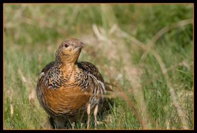 Lady capercaillie (tjderhona)