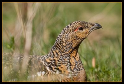 'Lady' capercaillie (tjderhona)