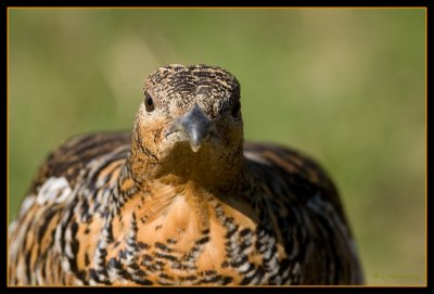 'Lady' capercaillie (tjderhona)