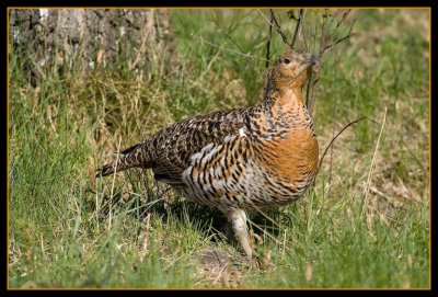 'Lady' capercaillie (tjderhona)