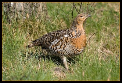 'Lady' capercaillie (tjderhona)