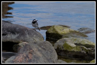 Motacilla alba alba (Sdesrla)