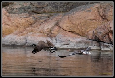 Branta canadensis (Kanadags) & Anser anser (Grgs)