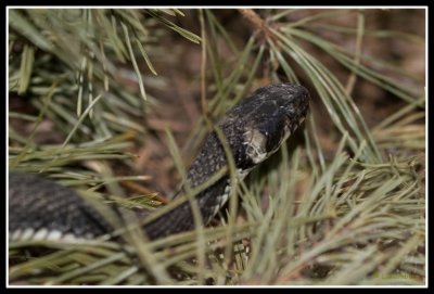 Grass Snake