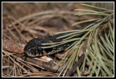 Grass Snake