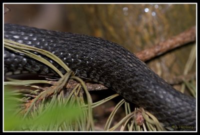 Grass Snake