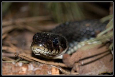 Grass Snake