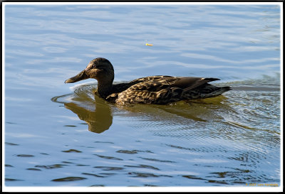 Anas platyrhyncha  female (Grsand)