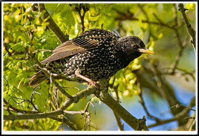 Sturnus vulgaris (Stare) (adult summer-'dress')