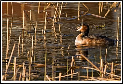 Podiceps cristatus (Skggdopping)