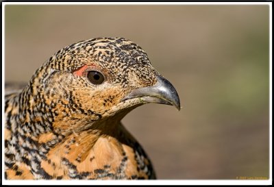 'Lady' capercaillie (tjderhona)