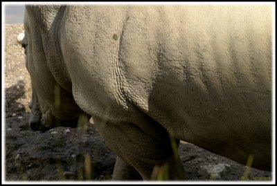 Rhinos for dogears
