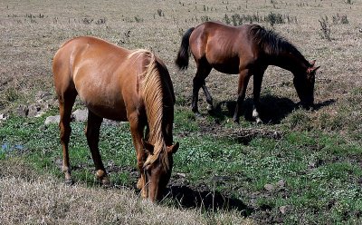 chevaux  Inglemare