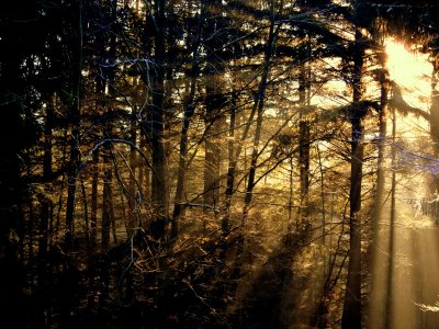 Golden light is flowing through the forest.