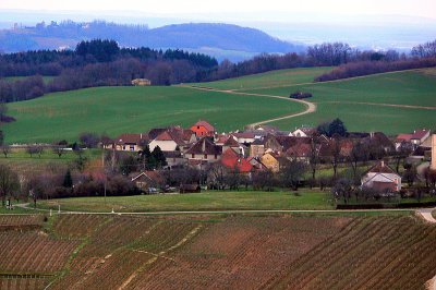 Chateau-Chalon - vignoble