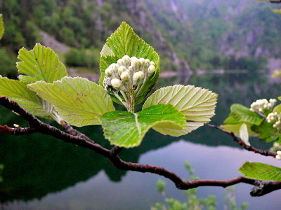 lac blanc - Vosges.
