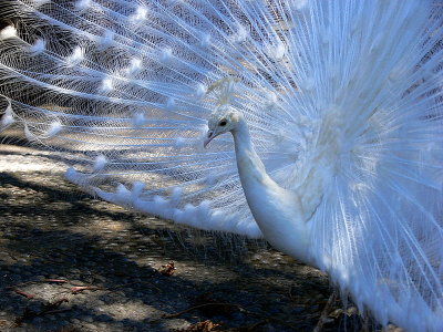 the white peacock.