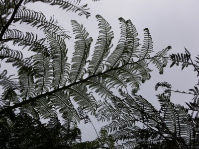a fern tree.
