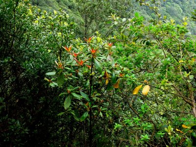 the deep laurel forest.