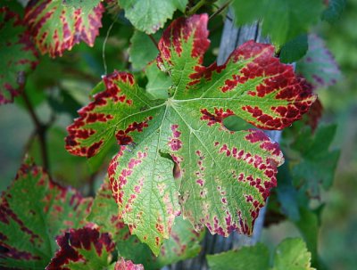 la vigne en automne.