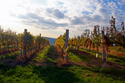 vineyard in early autumn.