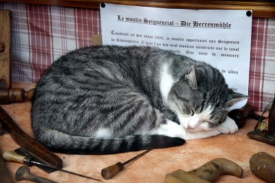 the cat having a nap in the shop window.
