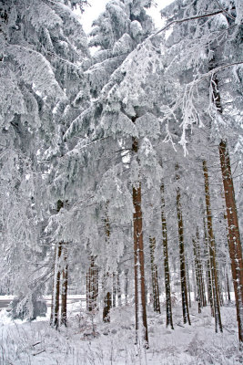 winter forest.