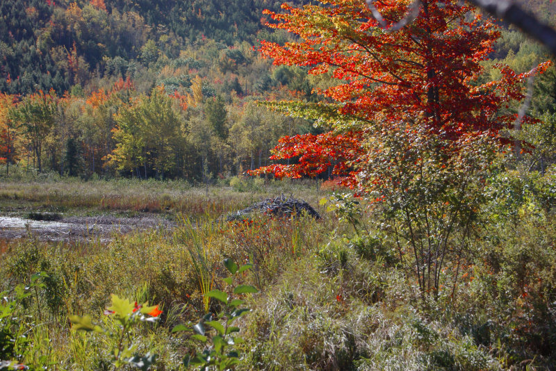  Maine Charm