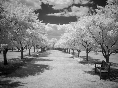 Infrared Gallery