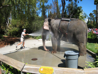 elephant ride line was too long