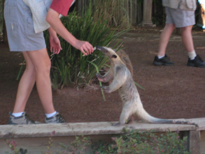 teasing an anteater