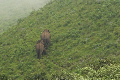 Two female protect the calf while crossing the valley