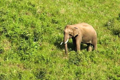 A Herd in Brahmagiri