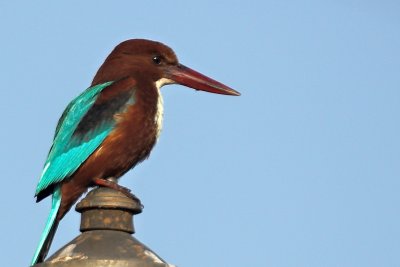 White-breasted kingfisher 03