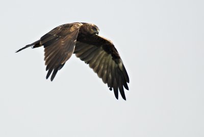 Marsh harrier in flight