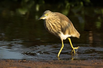 Indian pond heron 05