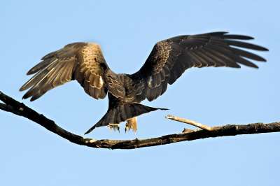 Black kite taking off, a rear view