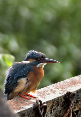 Small blue kingfisher 02