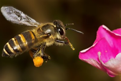 A Bee's Breakfast  (a photo essay)