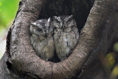 Indian Scops-owl pair 01